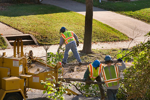 Best Tree and Shrub Care  in Carthage, IL